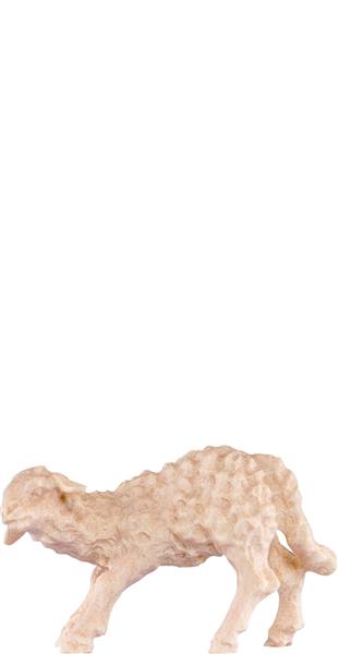 Lamm saugend Lamm saugend