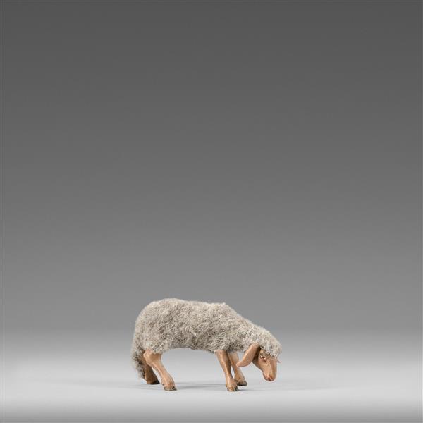 Schaf äsend mit Wolle grau Schaf äsend mit Wolle grau