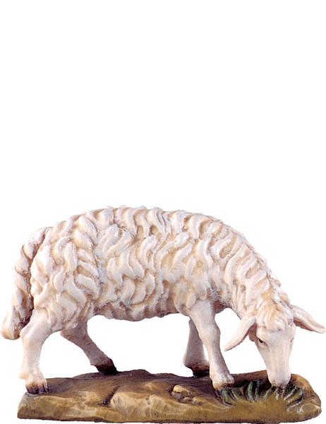 Schaf grasend Schaf grasend