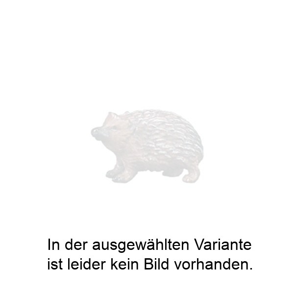 Igel nach oben schauend Igel nach oben schauend