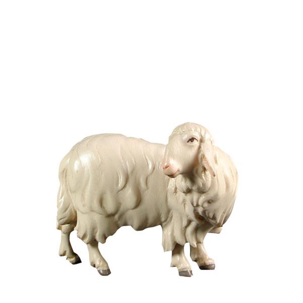 Schaf Rückwerts schauend Schaf Rückwerts schauend