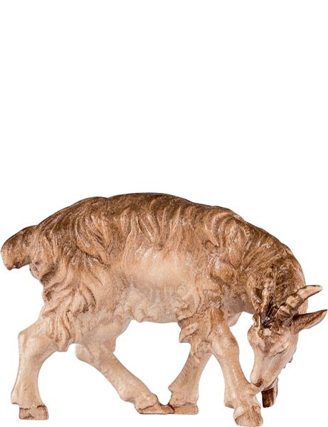 Ziege leckend Ziege leckend