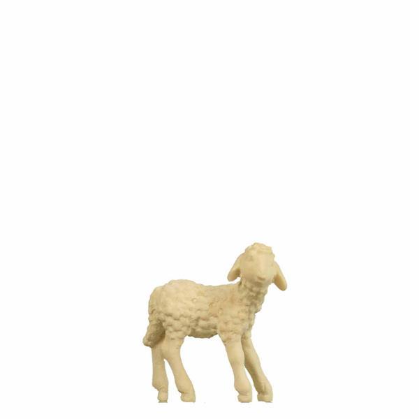 Lamm stehend Lamm stehend