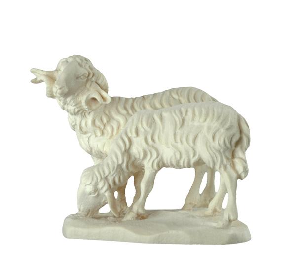 Widder mit Schaf Widder mit Schaf