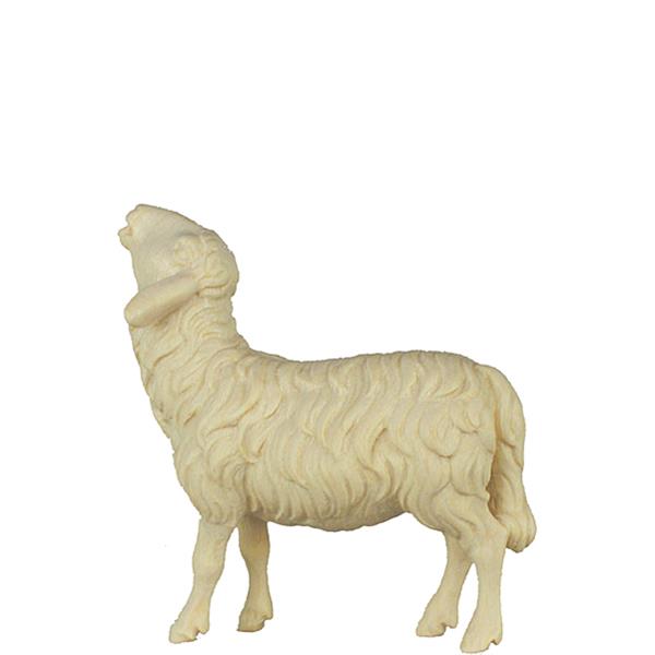 Schaf aufschauend