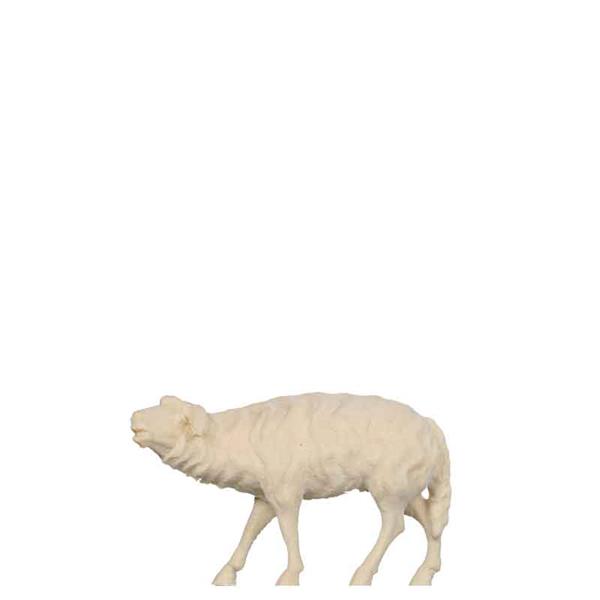 Schaf stehend Schaf stehend