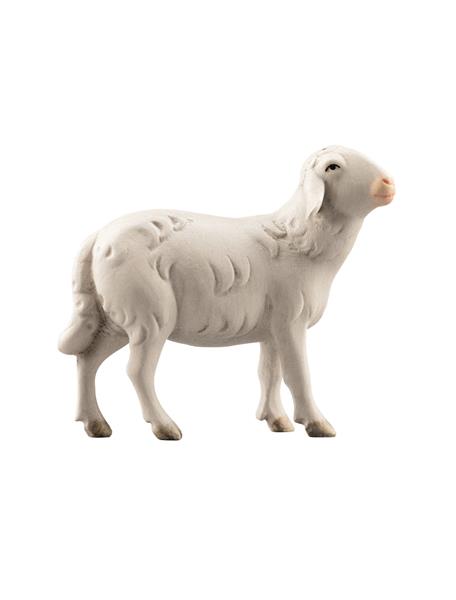 LI Schaf rechtsschauend LI Schaf rechtsschauend