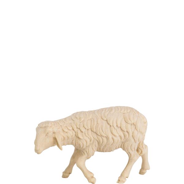 Schaf gehend Schaf gehend
