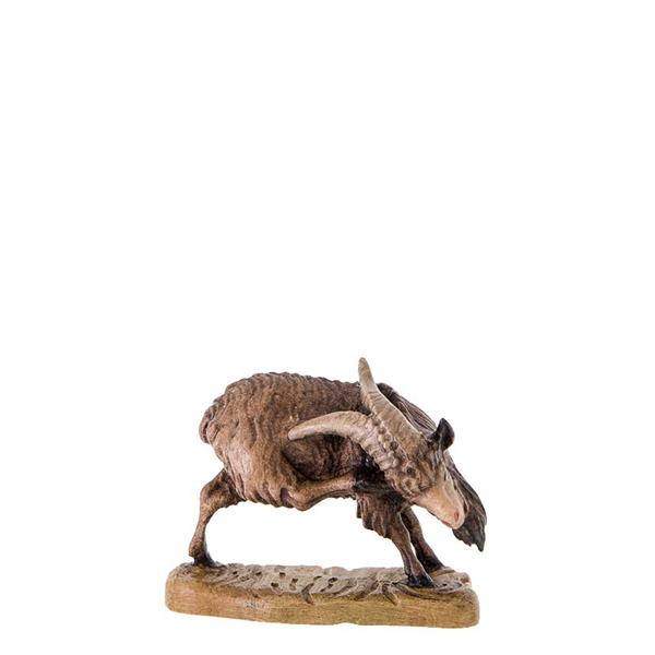 Ziegenbock kratzend Ziegenbock kratzend