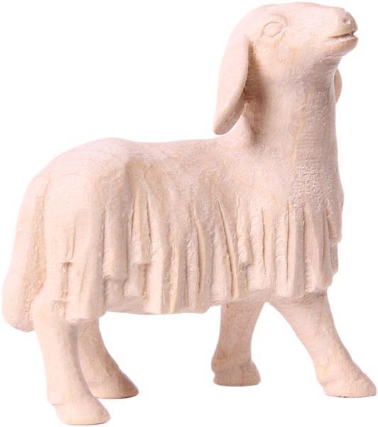 Schaf schauend