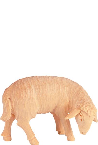 Schaf grasend Schaf grasend