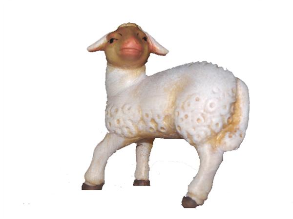 Lamm schauend Lamm schauend