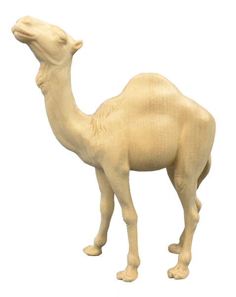 Kamel stehend Kamel stehend