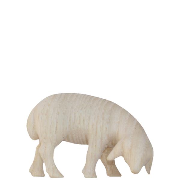 Schaf grasend Schaf grasend