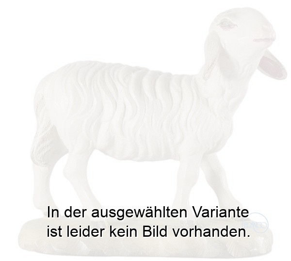 Schaf Kopf erhoben Schaf Kopf erhoben