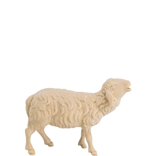 Schaf blökend Schaf blökend
