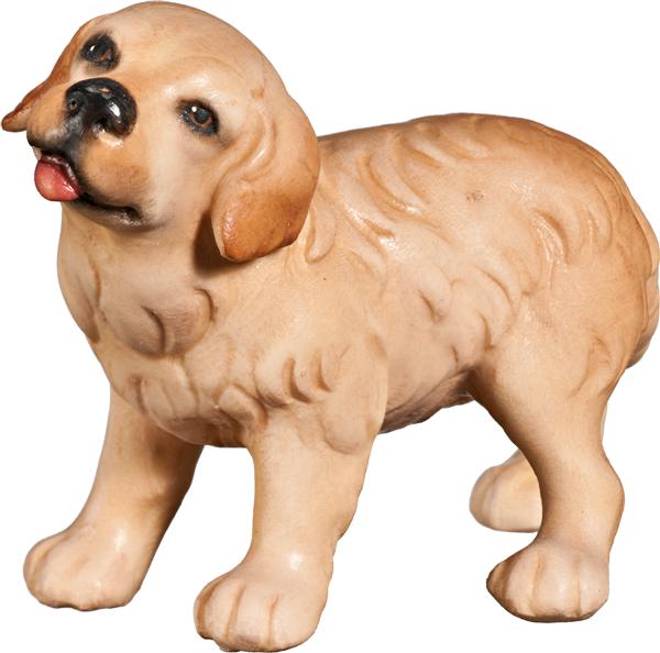 Golden Retriever Welpe Golden Retriever Welpe