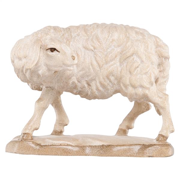 Schaf zurückschauend Schaf zurückschauend