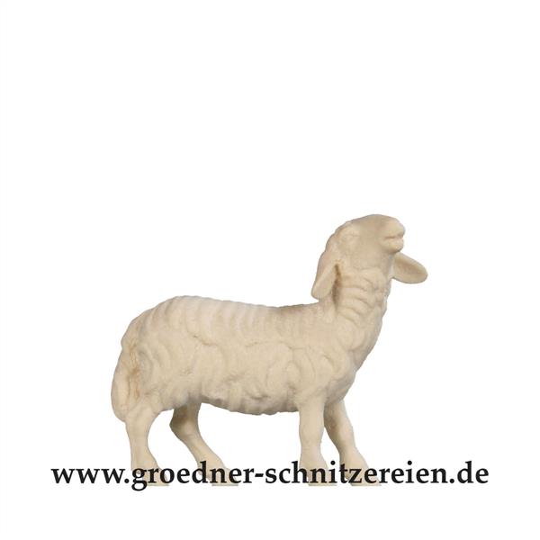 Schaf blöckend Schaf blöckend