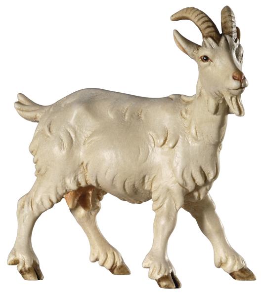 Ziege Kopf nach rechts Ziege Kopf nach rechts