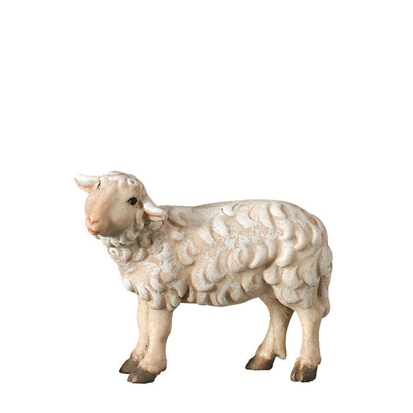 Schaf stehend linksschauend Schaf stehend linksschauend