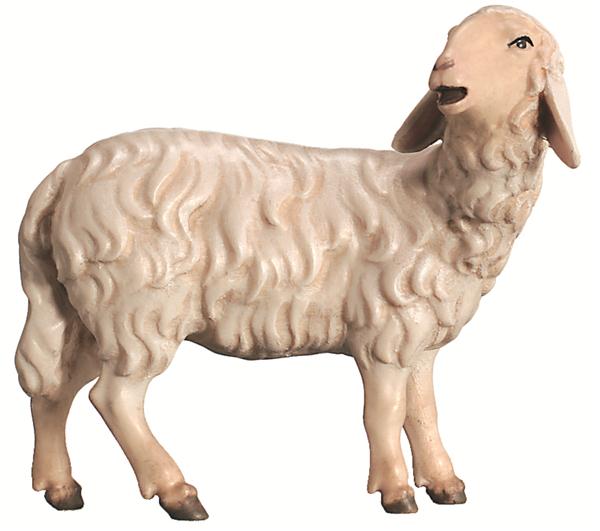 Schaf schauend Schaf schauend