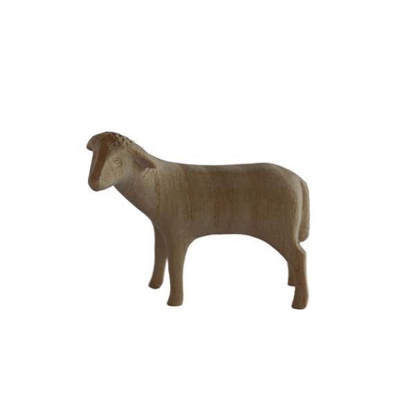 Schaf stehend Schaf stehend