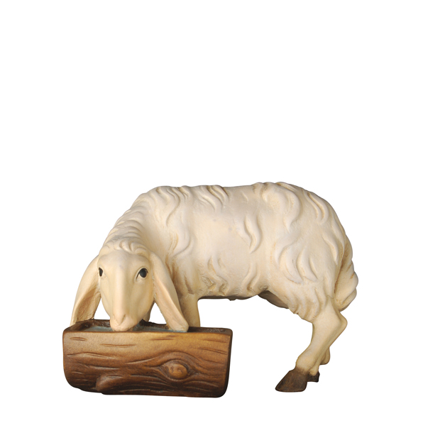 Schaf trinkend Schaf trinkend