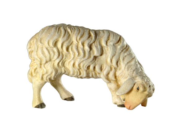 Schaf grasend Schaf grasend