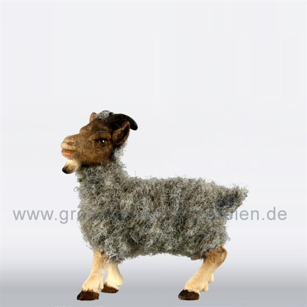 Ziege mit Wolle