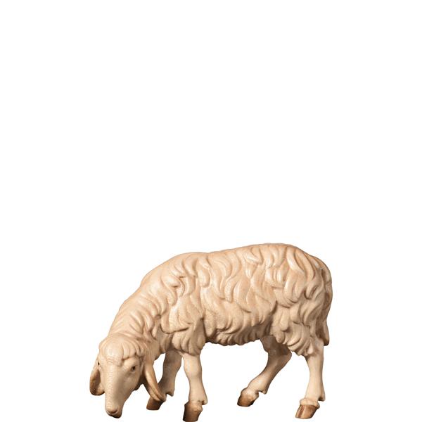 Schaf grasend links schauend Schaf grasend links schauend