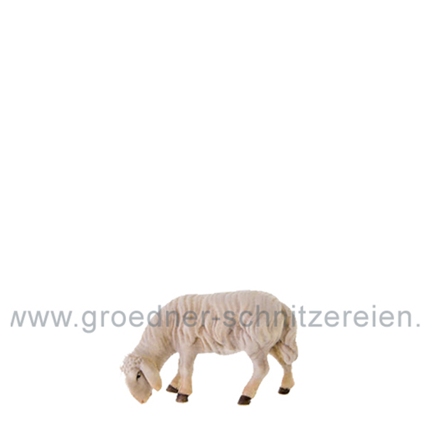 Abweidendes Schaf