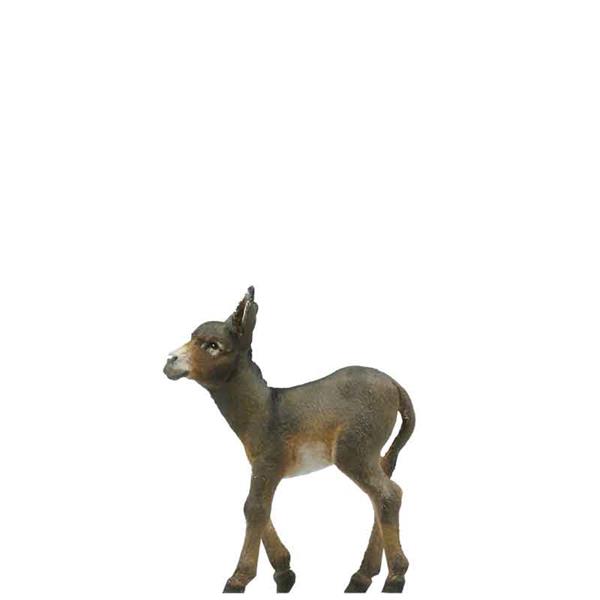 Eselfohlen Eselfohlen