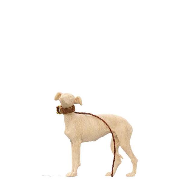 Windhund Windhund