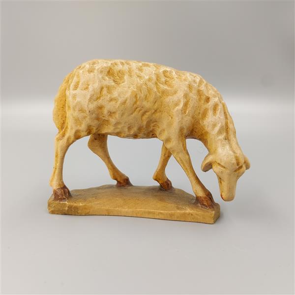 Schaf äsend Schaf äsend