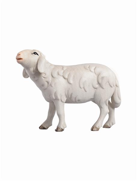 LI Schaf laufend