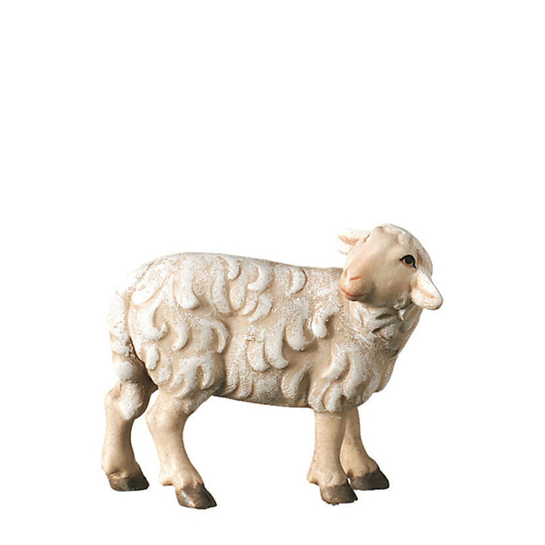 Schaf stehend zurückschauend Schaf stehend zurückschauend