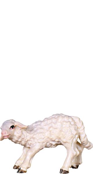 Lamm saugend