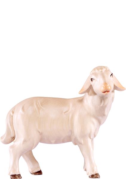 Schaf stehend Artis Schaf stehend Artis