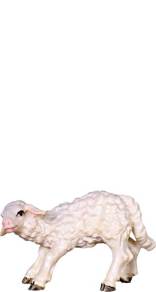 Lamm saugend Lamm saugend