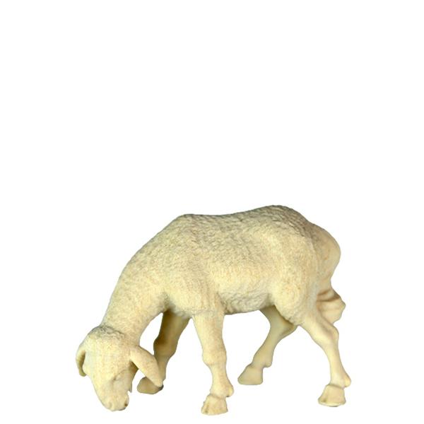 Schaf grasend Schaf grasend