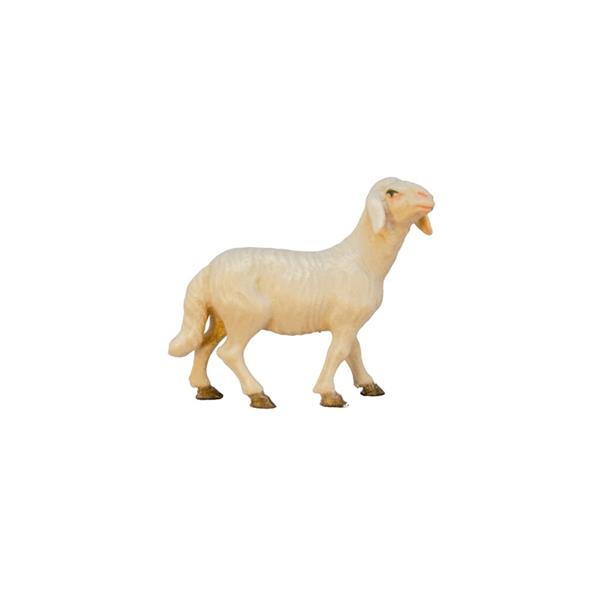 Schaf stehend Schaf stehend