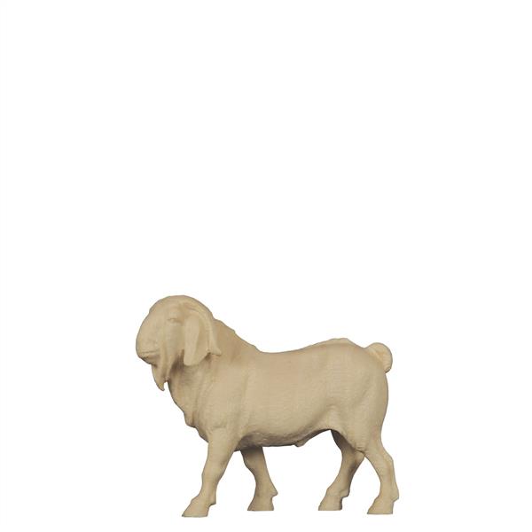 Burenziegenbock
