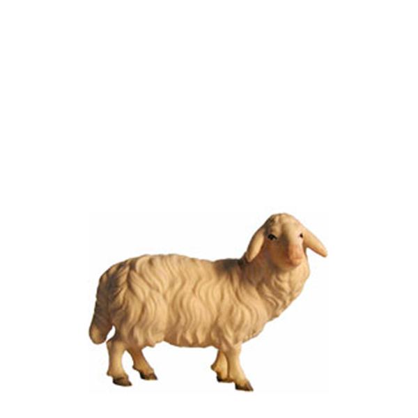 Schaf stehend Schaf stehend