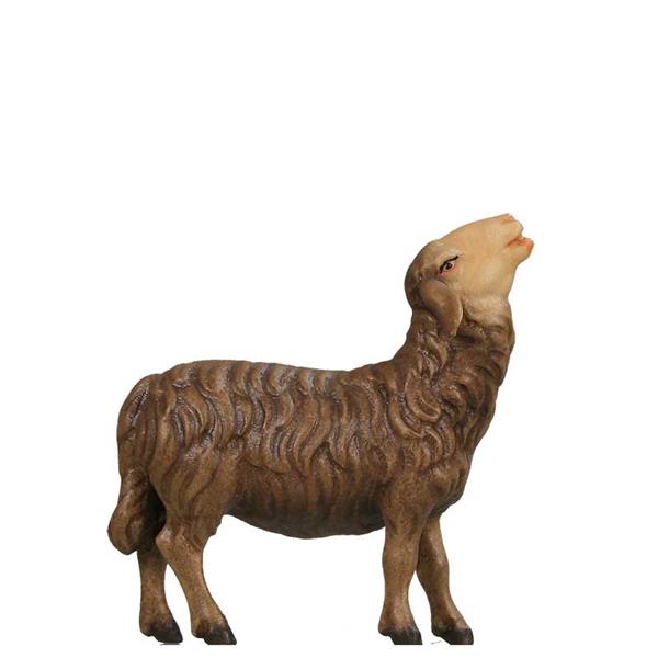 Schaf aufschauend SCHWARZ Schaf aufschauend SCHWARZ