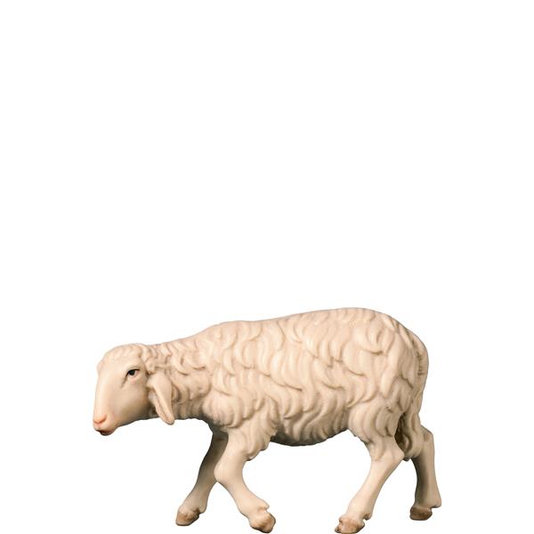 Schaf gehend Schaf gehend