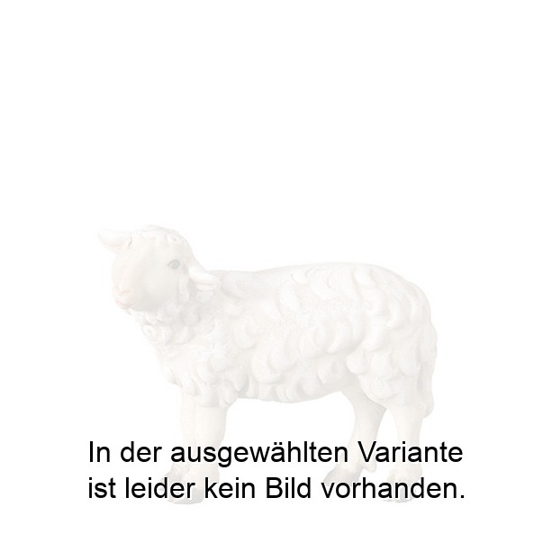 Schaf stehend linksschauend Schaf stehend linksschauend