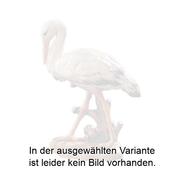 Storch