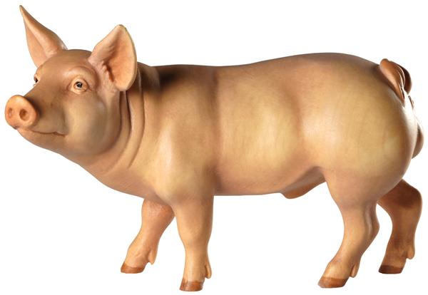 Eber - Schwein Eber - Schwein
