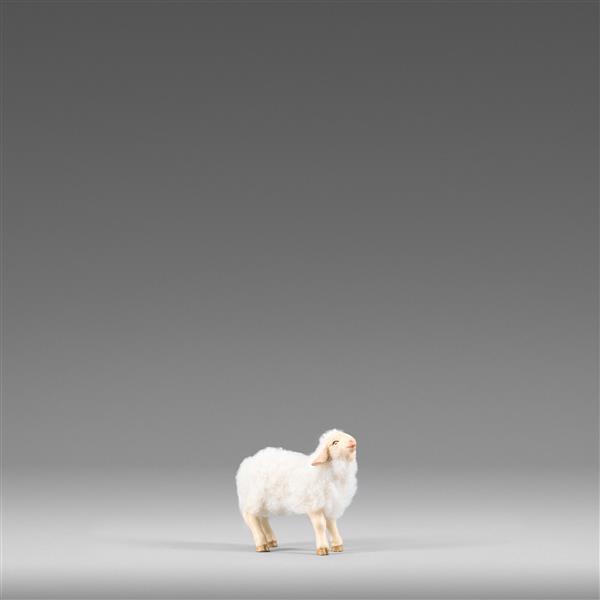 Lamm mit Wolle weiß Lamm mit Wolle weiß